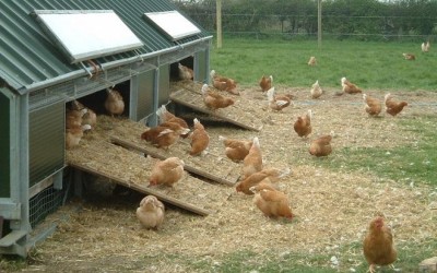 Ahorrando para la granja